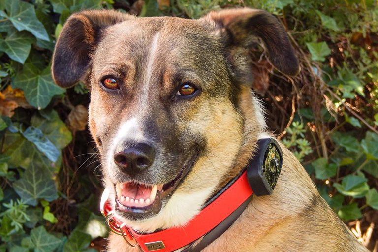 Salind PET Finder Salind GPS Tracker