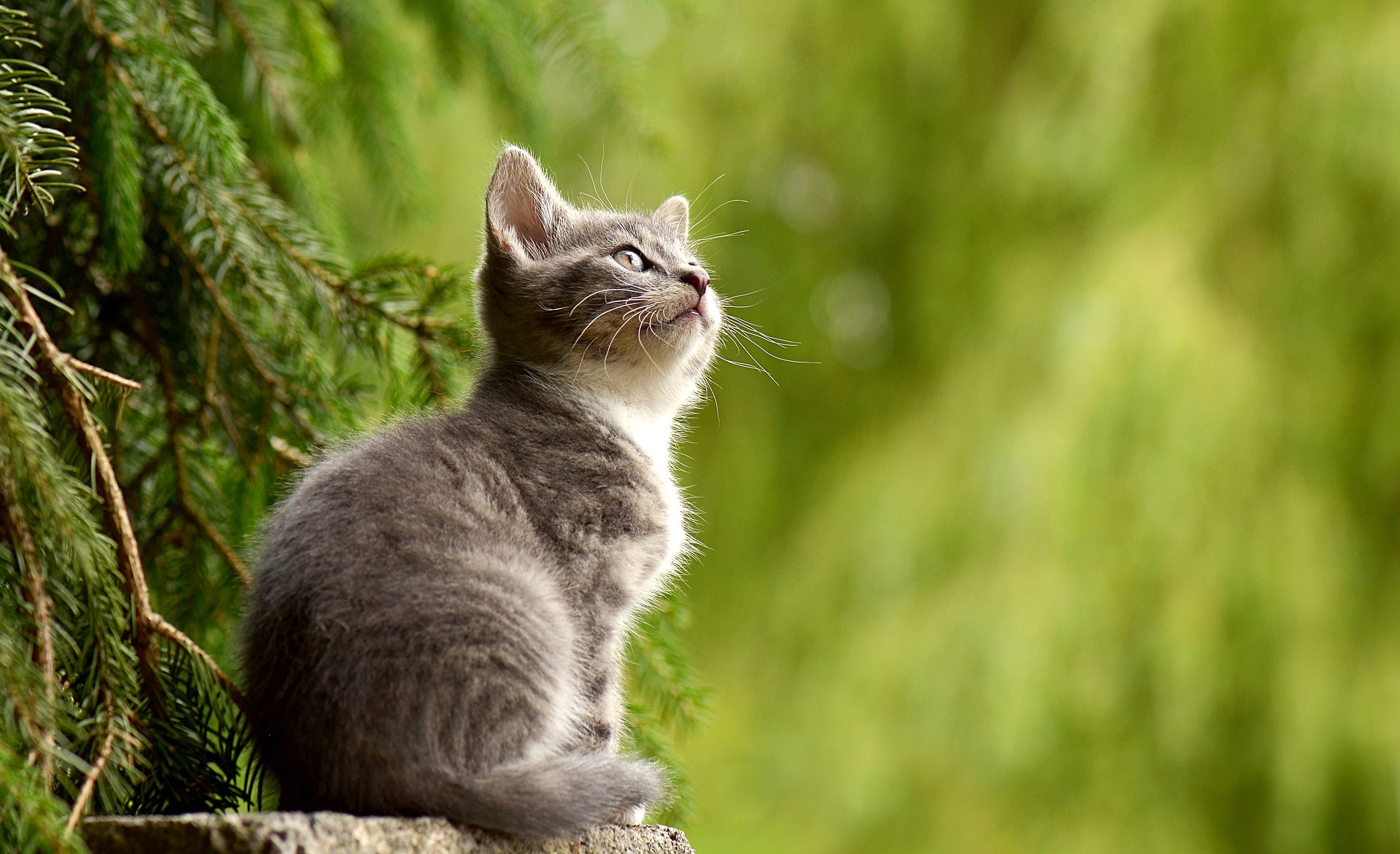Salind PET Finder Salind PET Finder