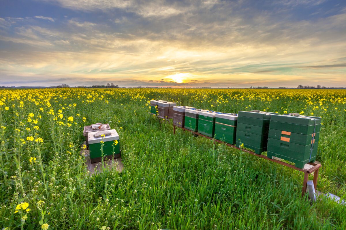 beehives in a field 2021 08 26 16 38 24 utc 1200x800 - GPS Tracker Bienen - für Bienenstock / Bienenbeute