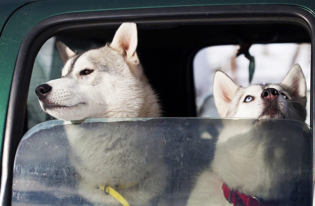 GPS Logger - GPS Datenlogger - Informationen 2024 dogs in the car 2022 02 01 23 42 23 utc 1225x800 - GPS Logger - GPS Datenlogger - Informationen 2024