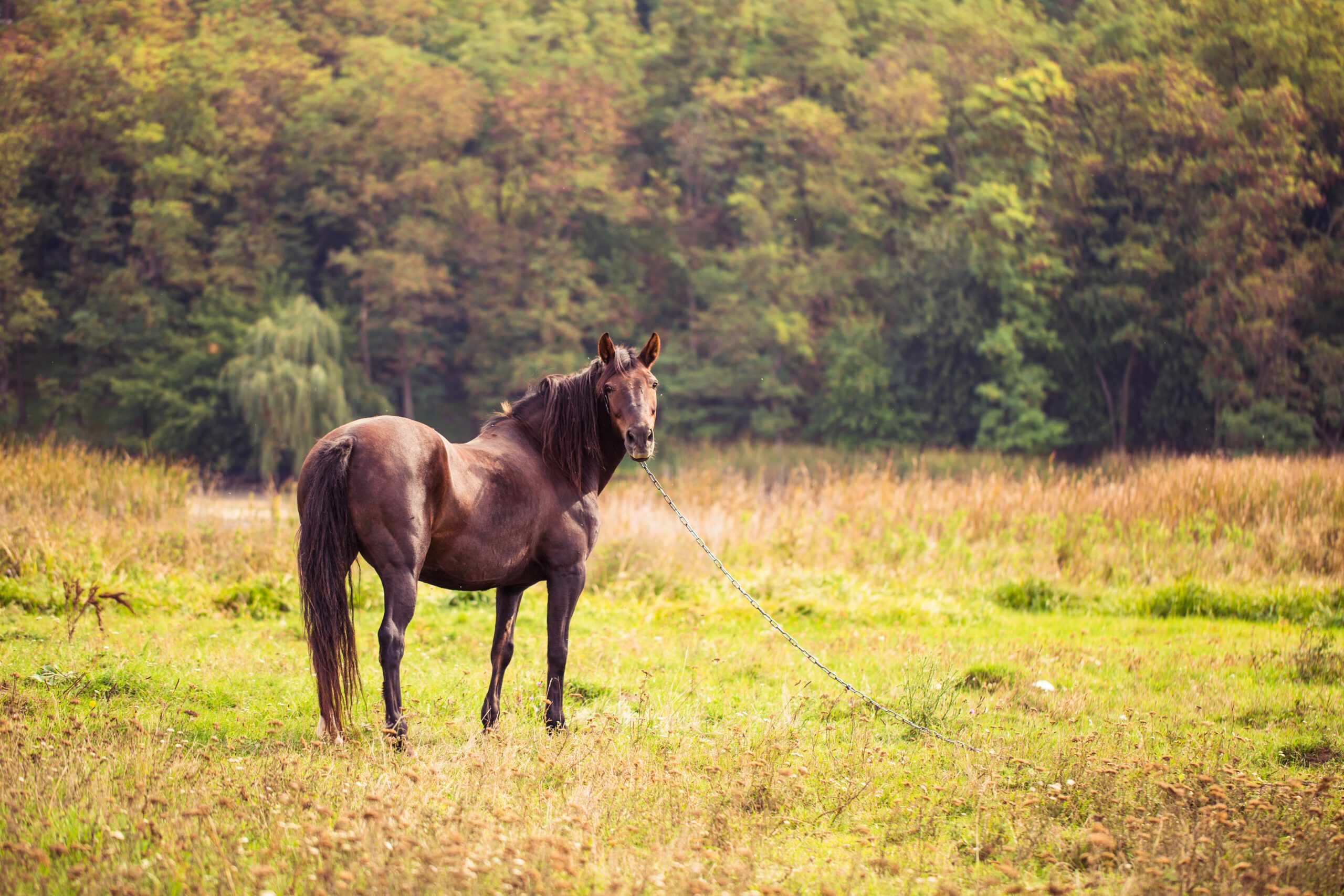 horse on nature portrait of a horse brown horse 2021 08 26 16 35 17 utc scaled - GPS Tracker Pferd Offenstall - für Reiter zum Ausreiten